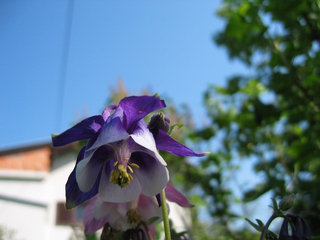 Pakujac plavi